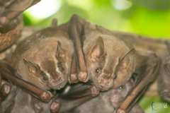 Artibeus jamaicensis