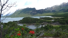 Embothrium coccineum