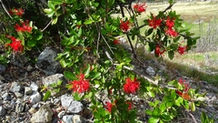 Embothrium coccineum