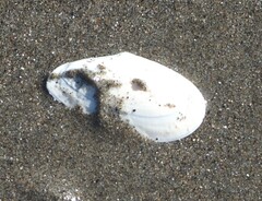Megangulus bodegensis