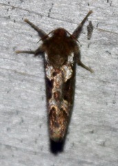 Korscheltellus gracilis