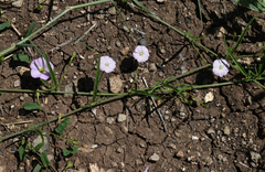Convolvulus graminetinus