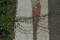 Convolvulus graminetinus