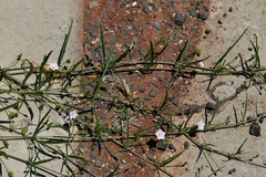 Convolvulus graminetinus