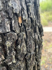 Stagmomantis resacae