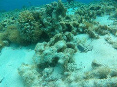 Canthigaster jactator