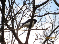 Cyanocorax cristatellus