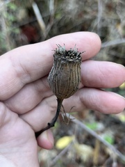 Calycanthus occidentalis