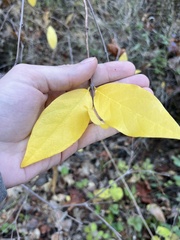 Calycanthus occidentalis