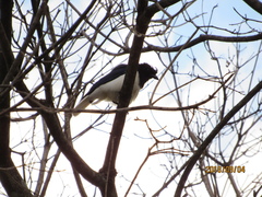 Cyanocorax cristatellus