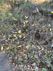 Calycanthus occidentalis