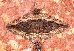 Selenisa sueroides
