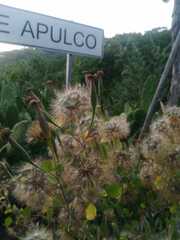 Porophyllum ruderale macrocephalum