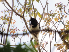 Cyanocorax cristatellus