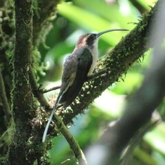 Phaethornis eurynome