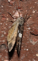 Chrysolarentia