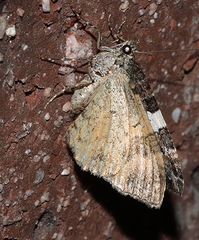 Chrysolarentia