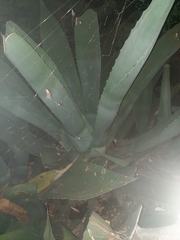Agave palmeri