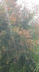 Callistemon