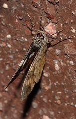 Chrysolarentia