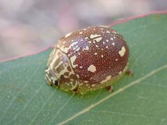 Paropsis marmorea