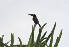 Pteroglossus castanotis