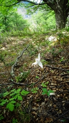 Codonorchis lessonii