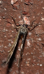 Chrysolarentia