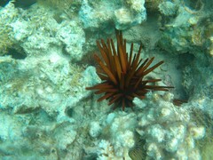 Heterocentrotus mamillatus