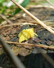 Stemonitis axifera