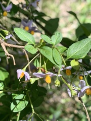 Solanum valdiviense