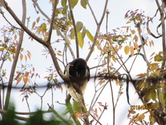 Cyanocorax cristatellus