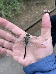 Anax concolor
