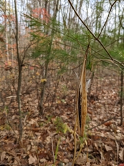 Asclepias exaltata