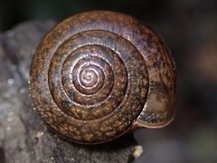 Helminthoglypta