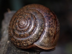 Helminthoglypta