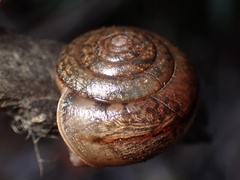 Helminthoglypta