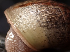 Helminthoglypta