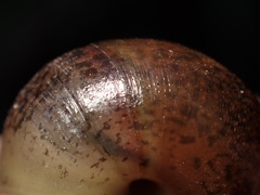 Helminthoglypta