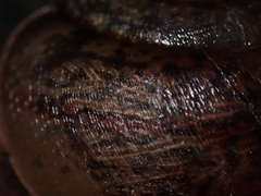 Helminthoglypta