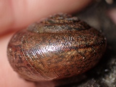 Helminthoglypta