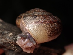 Helminthoglypta