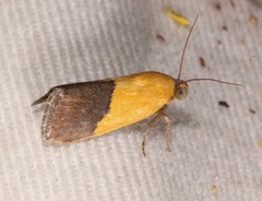 Ponometia semiflava