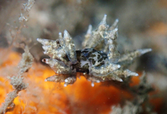 Eubranchus rustyus
