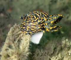 Polycera atra