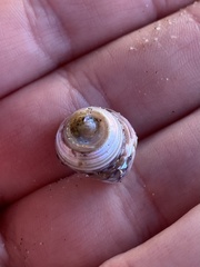 Calliostoma