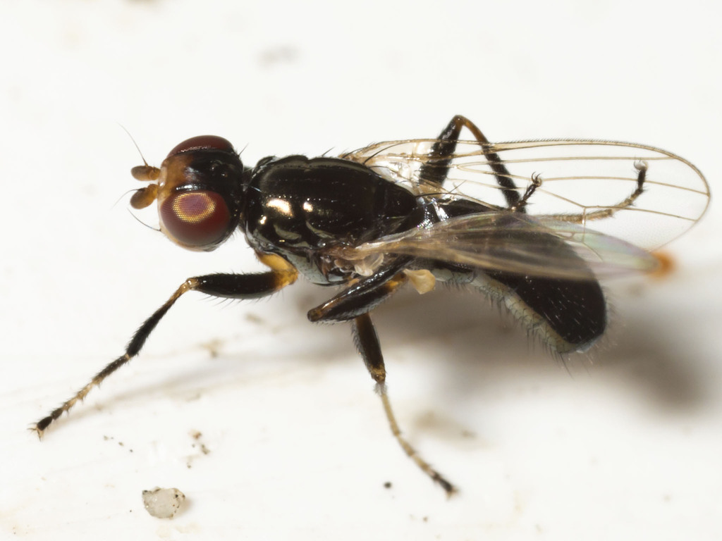 Piophilinae