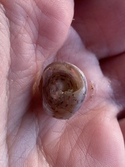 Calliostoma