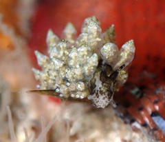 Eubranchus rustyus