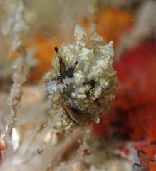 Eubranchus rustyus
